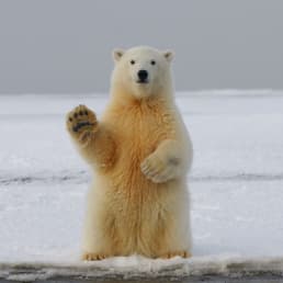 A polar bear waving