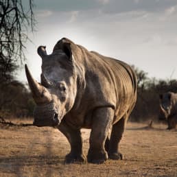 A rhino walking