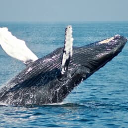A whale breaching